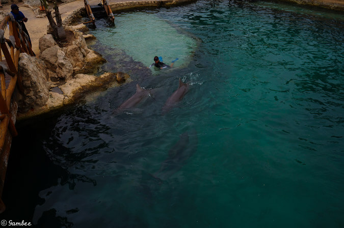 Dolphinaris Cozumel lagoon